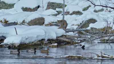 And despite his appetite - Yellowstone: One-Fifty
