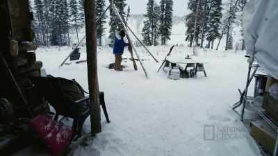 And diamond willow is a
type of willow we have - Life Below Zero: First Alaskans