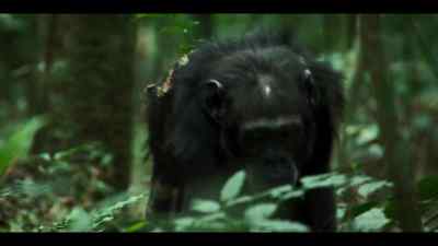 And so did Bartoli. - Chimp Empire