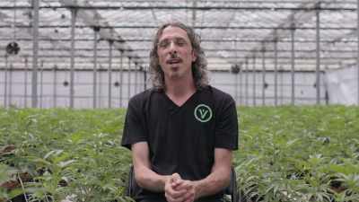 And they didn't take 12 weeks to grow, - Explained