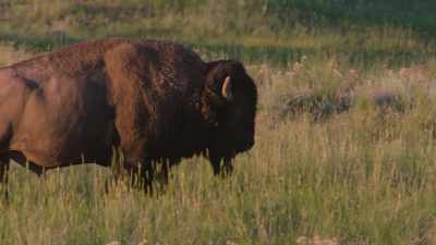 And its disappearance was
the only method of forcing them - The American Buffalo
