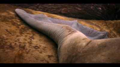 And discovers these big brutes - Our Oceans