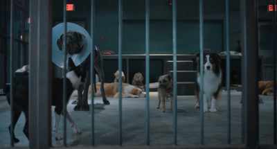 And do you know
what these people do - Strays