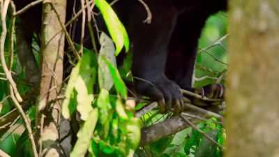 And she does something
rarely seen in the animal kingdom. - The Secret Lives of Animals