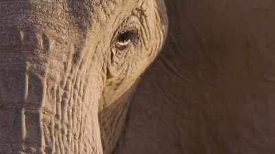 And does something
truly remarkable. - The Secret Lives of Animals