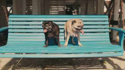 And dogs have
a special adaptation - Inside the Mind of a Dog