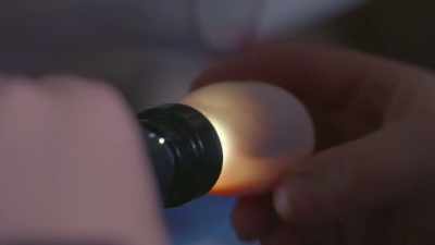 And we don't know a lot about
how to incubate this species, - Secrets of the Zoo