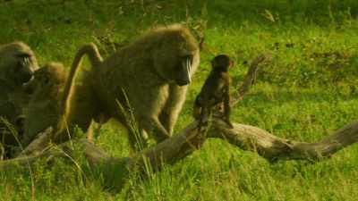 And each and every one
of us will be tested again... - Serengeti