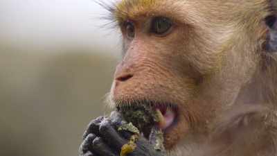 And eat more calories
in a few hours - The Secret Lives of Animals