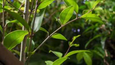 And that ensures that enough
leaves remain uneaten - The Green Planet