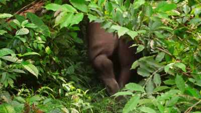 And eventually restore the balance
of rain forest life. - Our Great National Parks