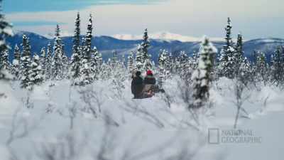 And every other calving
season, they have twins. - Life Below Zero: First Alaskans