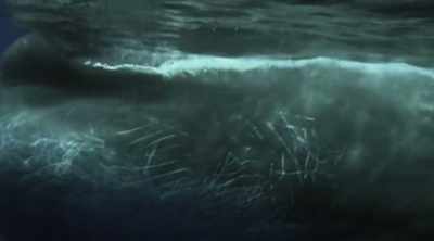 And that evidence comes from
their primary predator, - Mysteries of the Deep