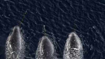"And exactly how it's
used has been a mystery..." - Secrets of the Whales