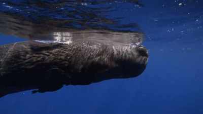 And experience joy in the same way
that we would, you know? - Secrets of the Whales