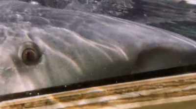 And this experiment
reveals more. - Shark Attack Files