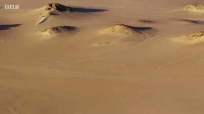 And each failed hunt brings
the lions closer to starvation. - Planet Earth: A Celebration