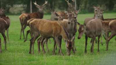 'And his farm now boasted 300 deer, - Britain's Tiger Kings - On the Trail with Ross Kemp