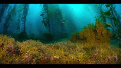 And feed on the forest floor, - Our Oceans