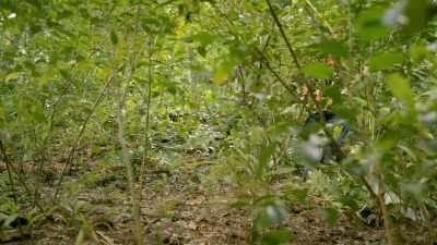 And it feels that I'm in
a completely untamed world. - Lost Treasures of the Maya