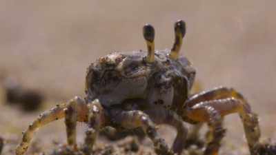 And to female fiddler crabs,
bigger is better. - The Secret Lives of Animals