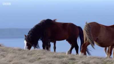 And filming the Carneddau ponies
was no different. - Wales: Land of the Wild