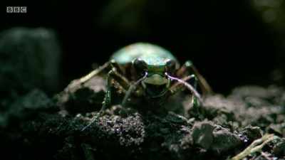 And filming the predatory green
tiger beetle was no different. - Wales: Land of the Wild