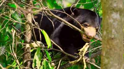 And, finally, they capture
her elusive nest-building on camera. - The Secret Lives of Animals