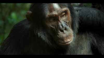 And finally, - Chimp Empire