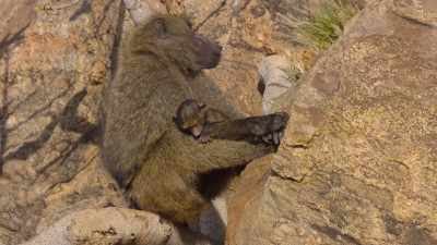 And finding a special
place within the family... - The Secret Lives of Animals