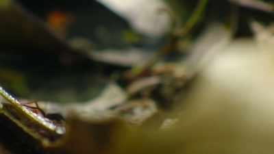 And finding food is only half the battle. - The Secret Lives of Animals