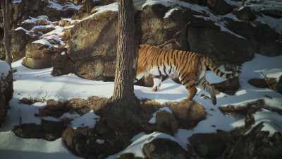 And fixed remote cameras - Frozen Planet II