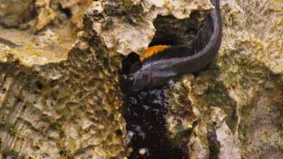 and flashes his orange fin. - Blue Planet II