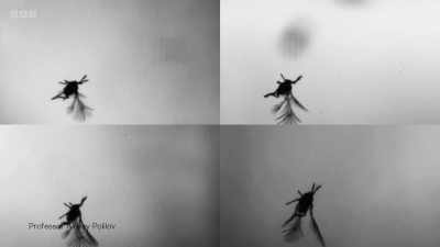 ..and flies in an unusual way. - Secrets of Size: Atoms to Supergalaxies