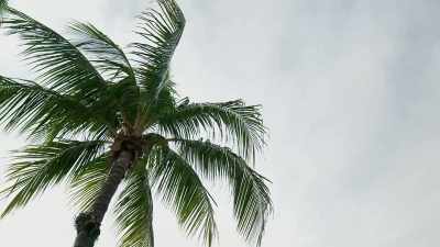 And Florida actually eased
state regulations this year. - Impact x Nightline