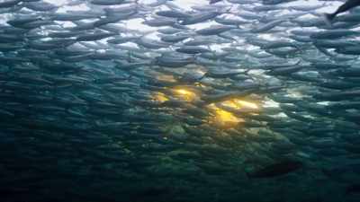 And following them... - Blue Planet II
