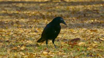 And for this Japanese crow, - The Secret Lives of Animals