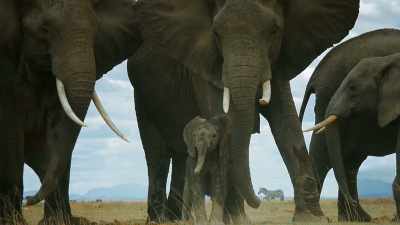 ..and has found a new role
for himself. - Serengeti