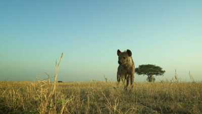 And from necessity comes courage. - Serengeti