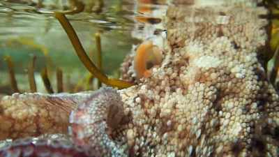 And it gave me
a strange sort of confidence - My Octopus Teacher