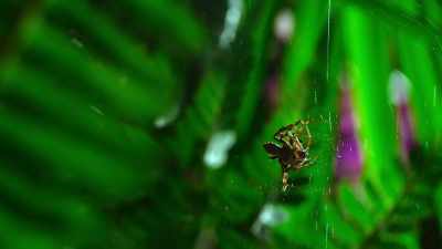 And this genius jumping
spider, feasts again. - The Secret Lives of Animals