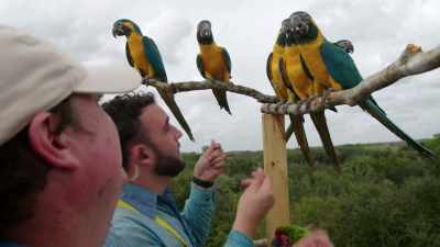 -...and get a tasty reward.
-(MACAWS SQUAWKING) - Magic of Disney's Animal Kingdom