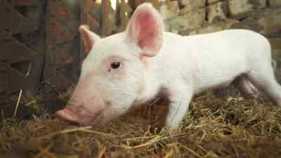 And they go along - Pignorant