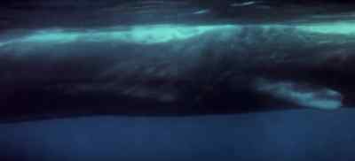 And God created
great whales... - The Bible: In the Beginning