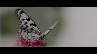 And he goes off
into a chrysalis, - Heaven's Gate: The Cult of Cults