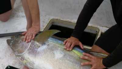 And it got him his first
blue hawaiian tuna. - Deadliest Catch: Bloodline