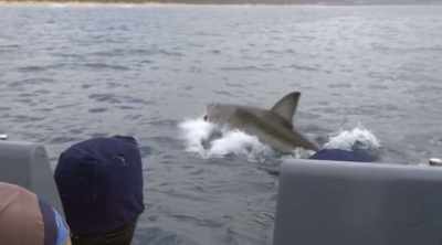 And great whites have the
smarts to use strategy - Shark Attack Files