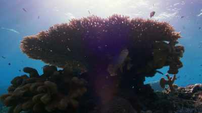 And this had a disastrous effect
on the corals. - Blue Planet II