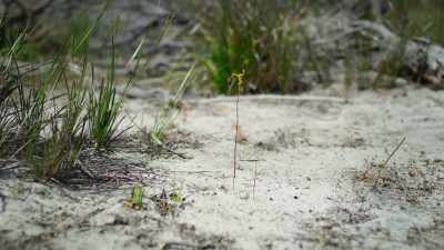 And this hammer orchid,
with its strange flower, - The Green Planet