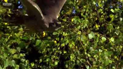 And they have a cunning ability
to just disappear. - Wales: Land of the Wild